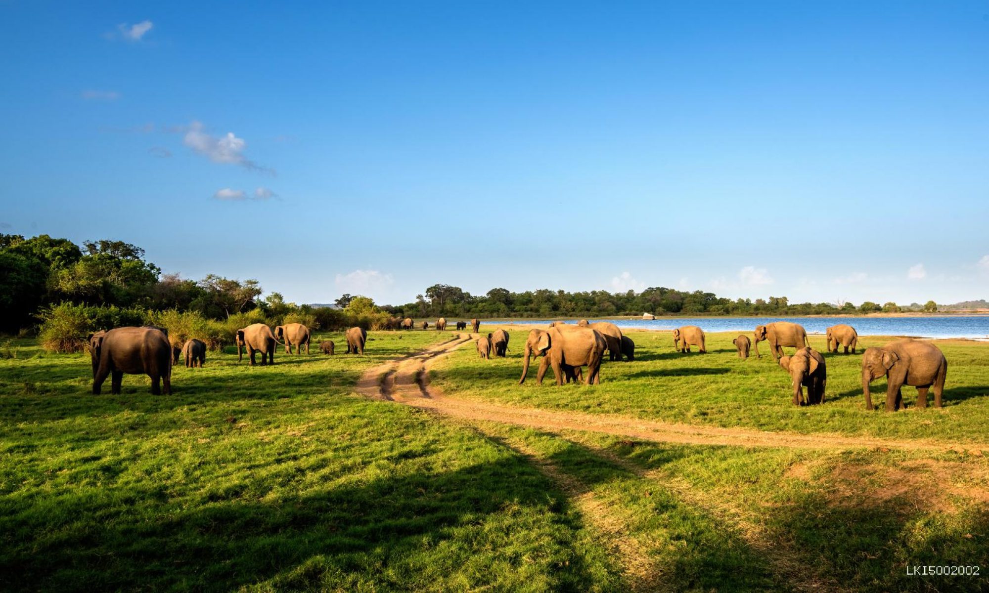 Minneriya national park safari