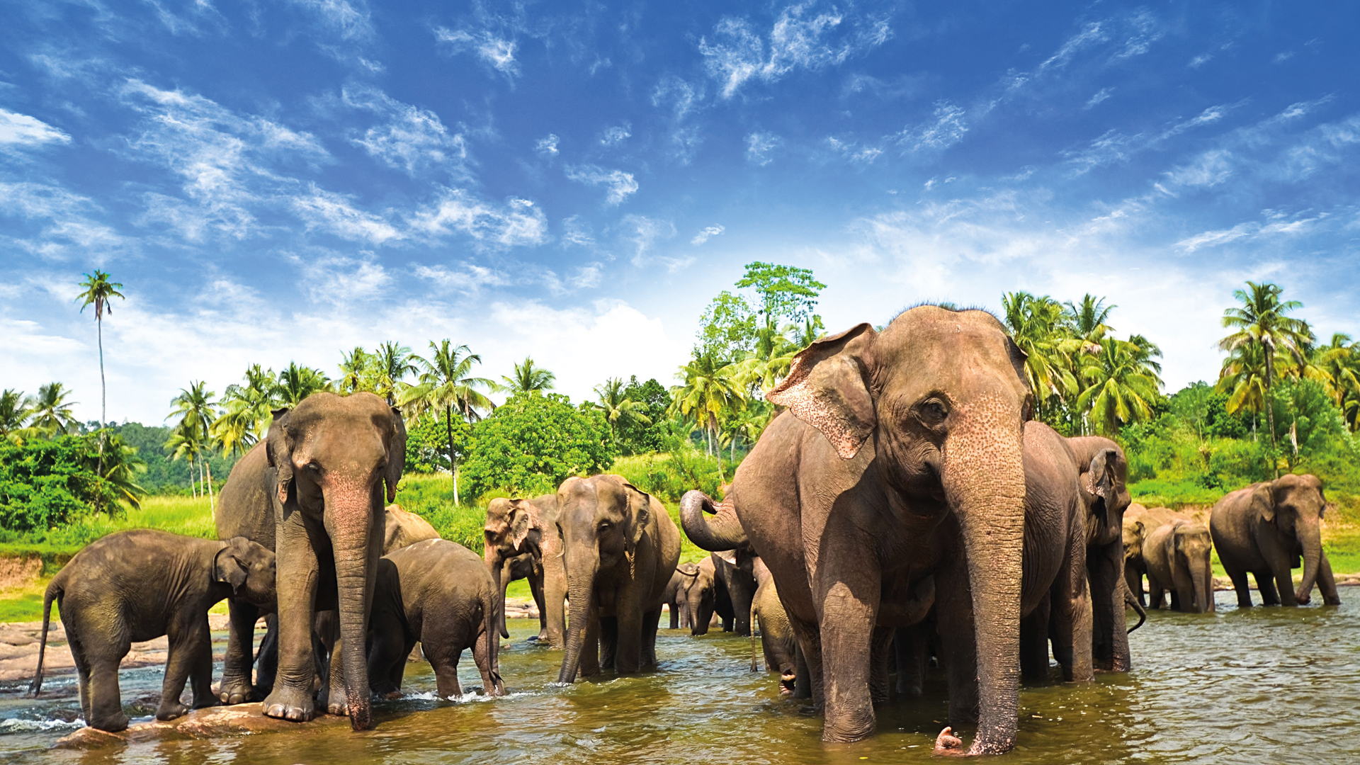 splendour tours srilanka