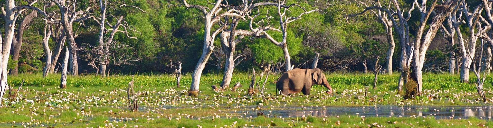 srilanka wild life