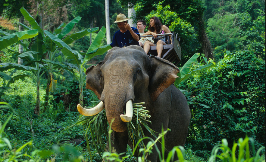 The Elephant Village Holiday Resort